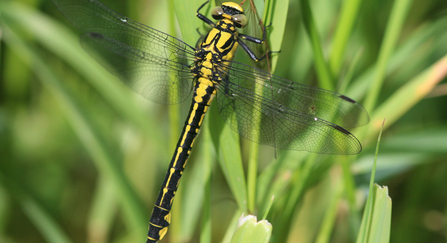 Club tailed dragonfly