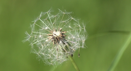 Dandelion