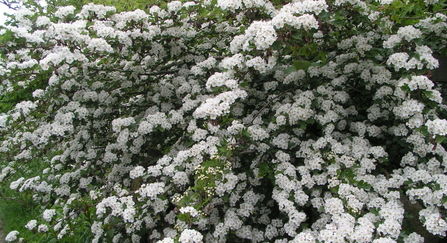 Hawthorn blossom