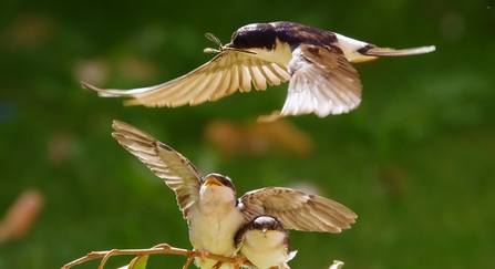 House Martins