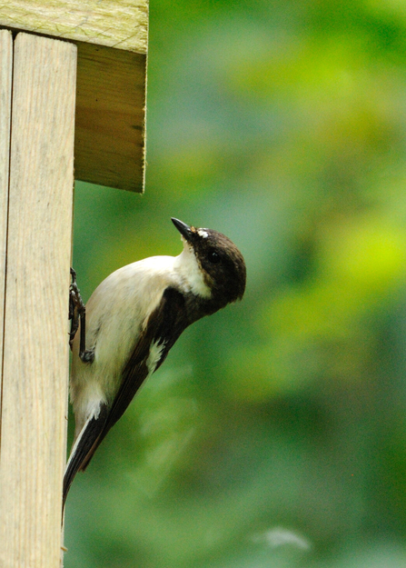 Pied flycatcher at nest box