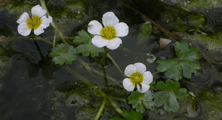 Water crowfoot