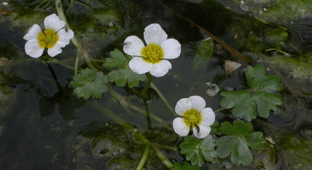 Water crowfoot