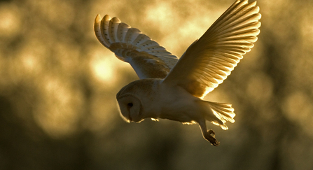 Barn owl