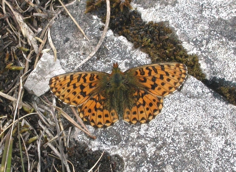 Pearl-bordered Fritillary butterfly