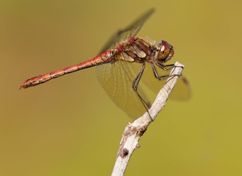Common Darter male