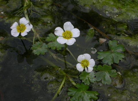 Common Water-crowfoot
