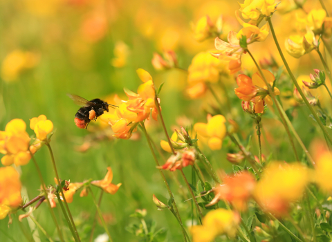 Red-tailed bumblebee