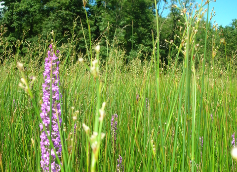 Sweeney Fen