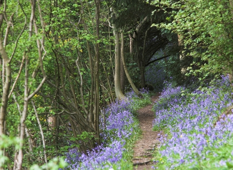 Shropshire wildlife trust campaigns