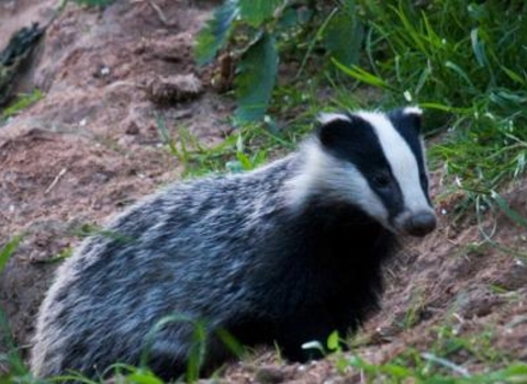 Badgers And Tb Shropshire Wildlife Trust