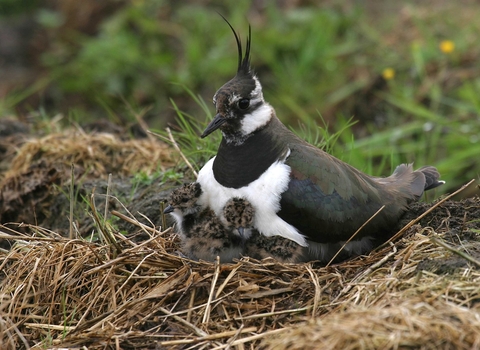 Lapwing with chick