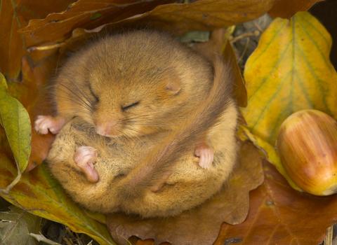 Hibernating Dormouse - Danny Green