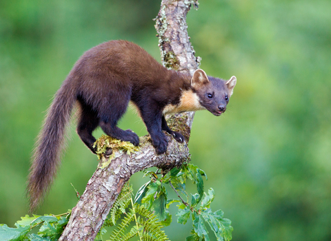 Pine Marten