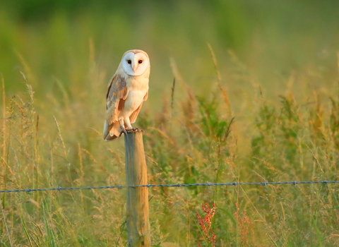 Barn Owl Jon Hawkins - Surrey Hills Photography