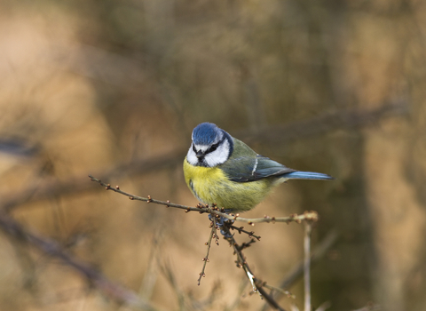 Blue tit - Harry Hogg