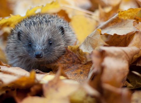 Hedgehog Tom Marshall