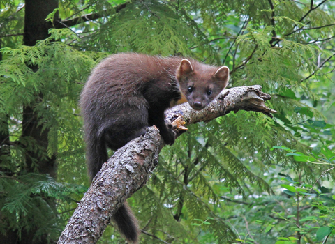 Pine marten