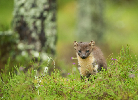 Pine marten