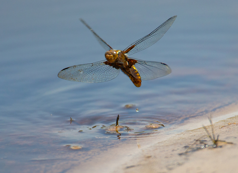 Broad Bodied Chaser