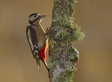 Great spotted woodpecker