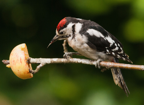 Great spotted woodpecker