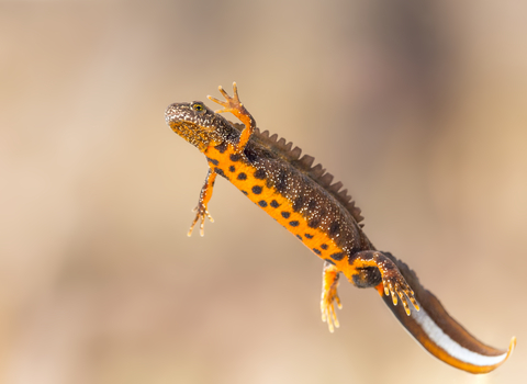 Great crested newt