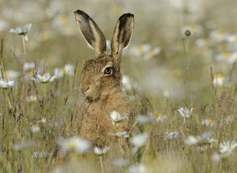 Brown hare