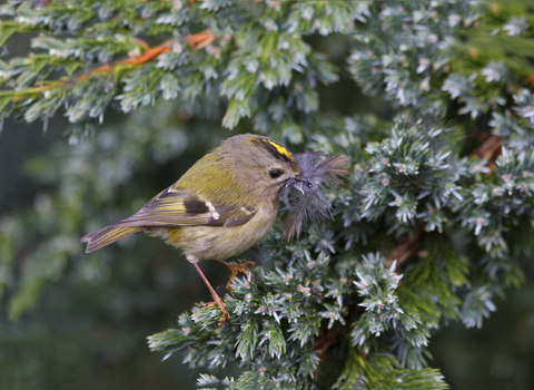 Goldcrest