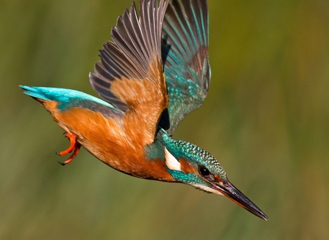 Kingfisher flying