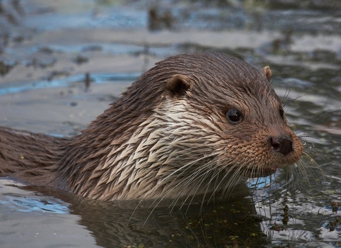 Otter - Elliot Smith