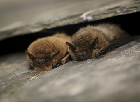 Pipistrelle Bat