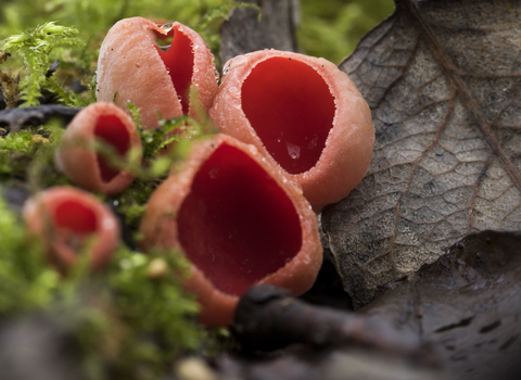 Scarlet Elfcup