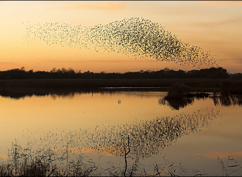 Starling murmuration