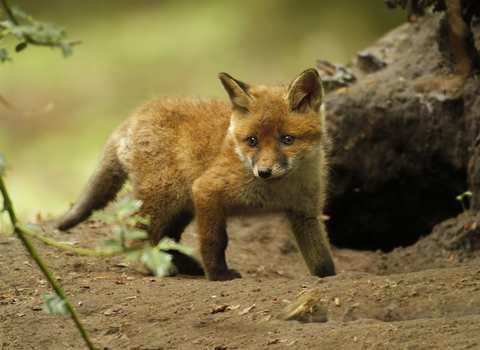 Fox cub