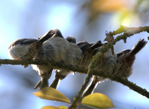 Long tailed tit