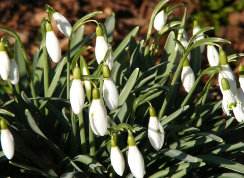 Snowdrops