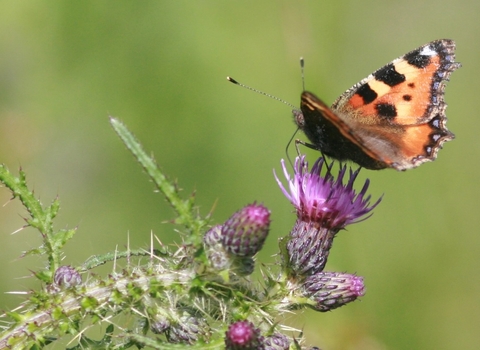 Small tortoiseshell