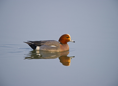 Wigeon