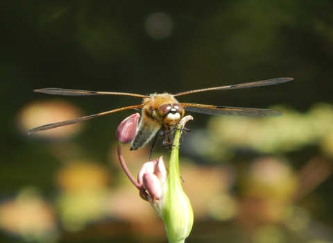 Four-spotted Chaser