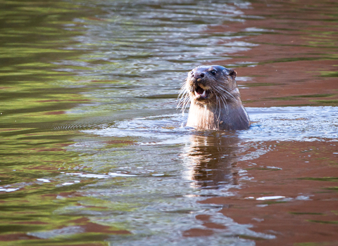 Severn otter