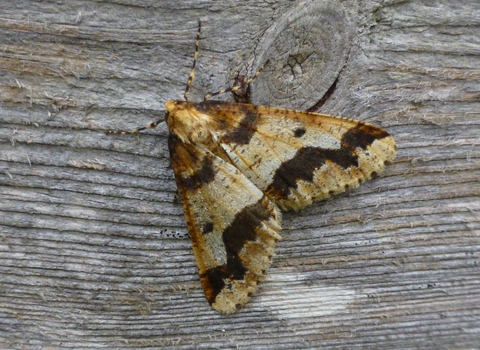 Mottled umber