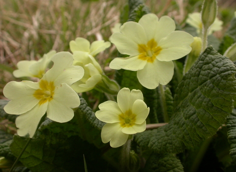 Primrose