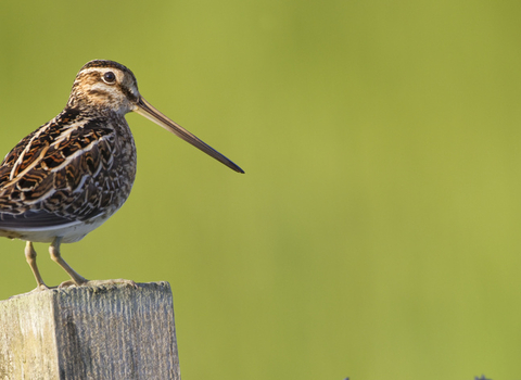 Snipe