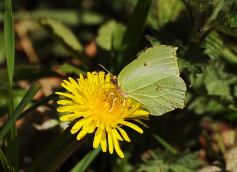 Brimstone butterly