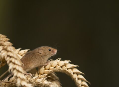 Harvest mouse | Shropshire Wildlife Trust