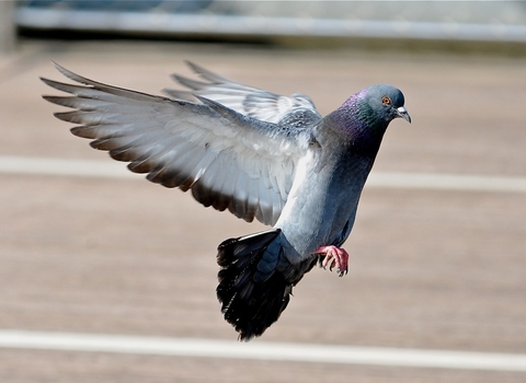 Feral pigeon