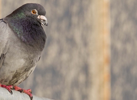 Rock Dove