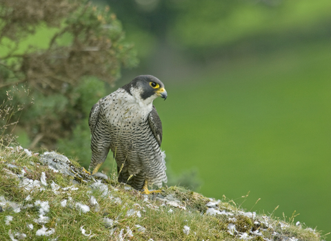 Peregrine falcon by John Hawkins
