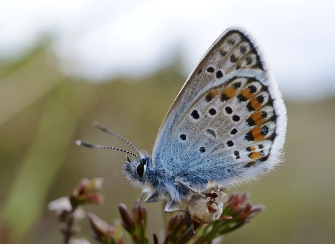 butterfly